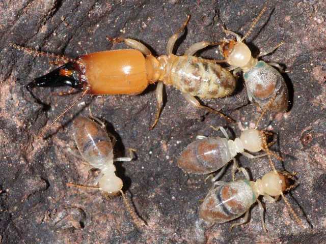 sn-termites