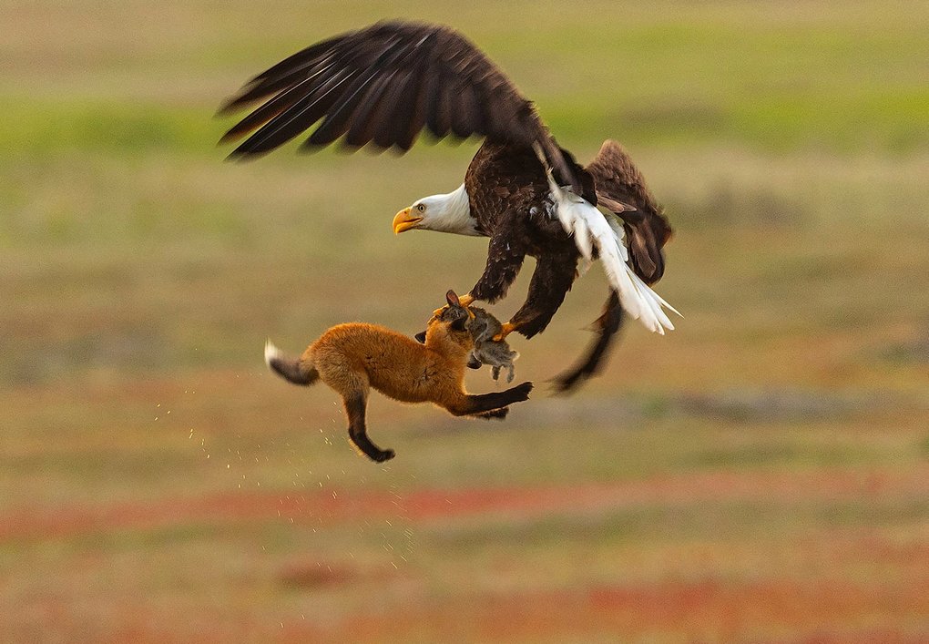 子狐､鷲に獲物を狙われ宙を舞う  